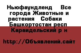 Ньюфаундленд  - Все города Животные и растения » Собаки   . Башкортостан респ.,Караидельский р-н